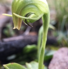 Pterostylis nutans at Acton, ACT - 6 Sep 2015