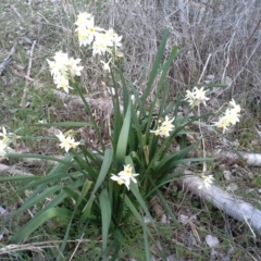 Narcissus tazetta (Jonquil) at Jerrabomberra, ACT - 22 Aug 2015 by Mike