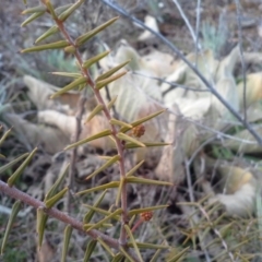 Acacia ulicifolia (Prickly Moses) at Jerrabomberra, ACT - 22 Aug 2015 by Mike