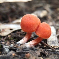 Laccaria sp. (Laccaria) at Acton, ACT - 6 Sep 2015 by JasonC