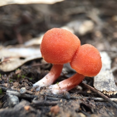 Laccaria sp. (Laccaria) at Black Mountain - 6 Sep 2015 by JasonC