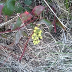 Berberis aquifolium (Oregon Grape) at Jerrabomberra, ACT - 31 Aug 2015 by Mike