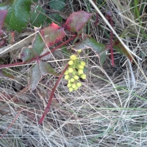 Berberis aquifolium at Jerrabomberra, ACT - 31 Aug 2015