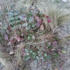 Berberis aquifolium at Jerrabomberra, ACT - 31 Aug 2015