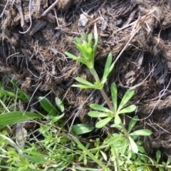 Galium aparine (Goosegrass, Cleavers) at Mount Mugga Mugga - 3 Sep 2015 by Mike