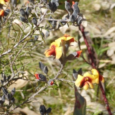 Dillwynia sp. Yetholme (P.C.Jobson 5080) NSW Herbarium at Mount Mugga Mugga - 4 Sep 2015 by Mike