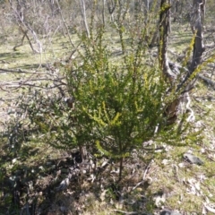 Acacia pravissima (Wedge-leaved Wattle, Ovens Wattle) at Mount Mugga Mugga - 4 Sep 2015 by Mike