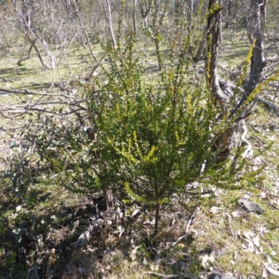 Acacia pravissima (Wedge-leaved Wattle, Ovens Wattle) at O'Malley, ACT - 4 Sep 2015 by Mike