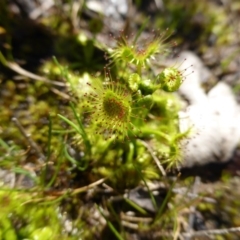 Drosera (genus) (A Sundew) at Jerrabomberra, ACT - 4 Sep 2015 by Mike