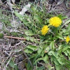 Taraxacum sp. (Dandelion) at Mount Mugga Mugga - 4 Sep 2015 by Mike