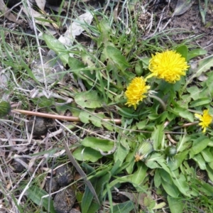 Taraxacum sp. at O'Malley, ACT - 4 Sep 2015