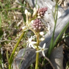 Stackhousia monogyna (Creamy Candles) at Mount Mugga Mugga - 4 Sep 2015 by Mike