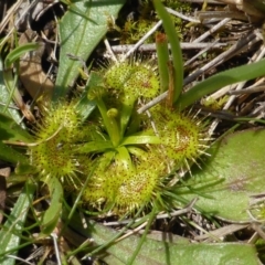 Drosera sp. (A Sundew) at Mount Mugga Mugga - 4 Sep 2015 by Mike