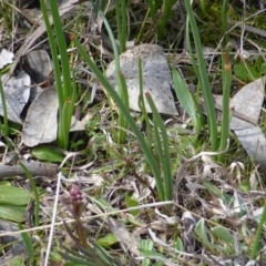 Bulbine bulbosa (Golden Lily) at Mount Mugga Mugga - 4 Sep 2015 by Mike