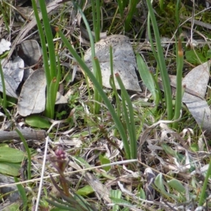 Bulbine bulbosa at O'Malley, ACT - 4 Sep 2015