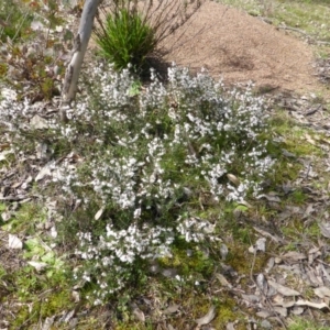 Cryptandra amara at O'Malley, ACT - 4 Sep 2015 12:02 PM