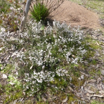 Cryptandra amara (Bitter Cryptandra) at Mount Mugga Mugga - 4 Sep 2015 by Mike