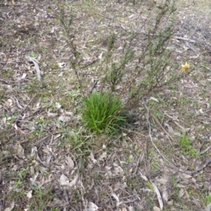 Xerochrysum viscosum at O'Malley, ACT - 4 Sep 2015 12:03 PM