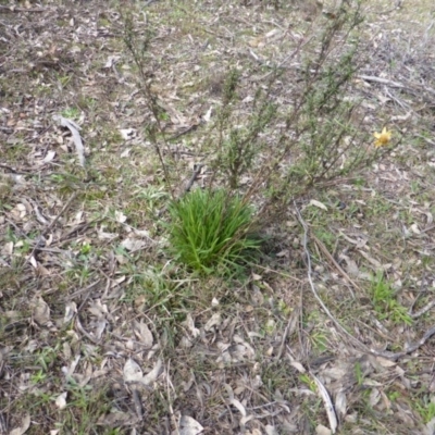 Xerochrysum viscosum (Sticky Everlasting) at Mount Mugga Mugga - 4 Sep 2015 by Mike