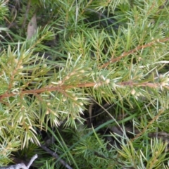 Juniperus sp. (Juniper) at Mount Mugga Mugga - 4 Sep 2015 by Mike