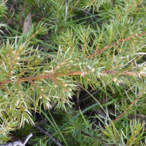 Juniperus sp. at O'Malley, ACT - 4 Sep 2015