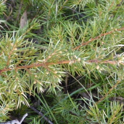 Juniperus sp. (Juniper) at Mount Mugga Mugga - 4 Sep 2015 by Mike