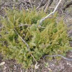 Juniperus sp. at O'Malley, ACT - 4 Sep 2015