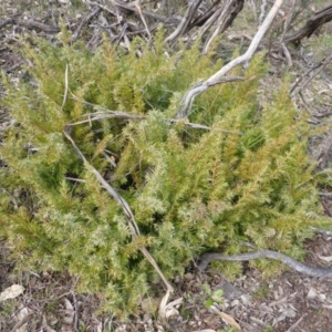 Juniperus sp. at O'Malley, ACT - 4 Sep 2015