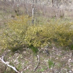 Acacia ulicifolia (Prickly Moses) at Mount Mugga Mugga - 4 Sep 2015 by Mike