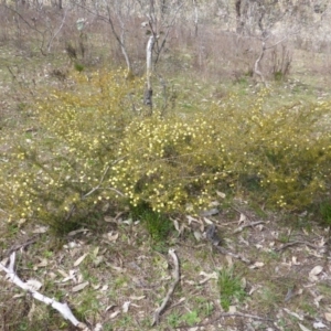 Acacia ulicifolia at O'Malley, ACT - 4 Sep 2015 12:05 PM