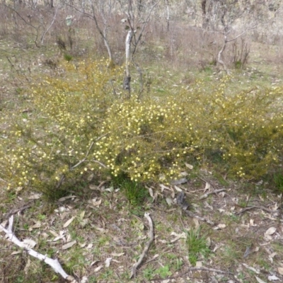 Acacia ulicifolia (Prickly Moses) at O'Malley, ACT - 4 Sep 2015 by Mike