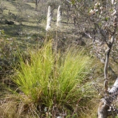 Cortaderia selloana (Pampas Grass) at Mount Mugga Mugga - 4 Sep 2015 by Mike