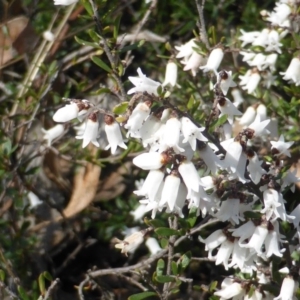 Cryptandra amara at Garran, ACT - 4 Sep 2015 12:29 PM