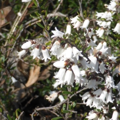 Cryptandra amara (Bitter Cryptandra) at Mount Mugga Mugga - 4 Sep 2015 by Mike