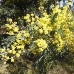 Acacia dealbata (Silver Wattle) at Mount Mugga Mugga - 4 Sep 2015 by Mike