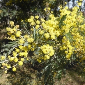 Acacia dealbata at Garran, ACT - 4 Sep 2015 12:34 PM