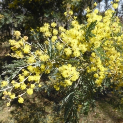 Acacia dealbata (Silver Wattle) at Mount Mugga Mugga - 4 Sep 2015 by Mike