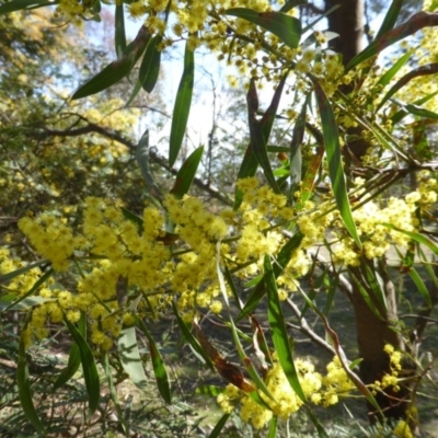 Unidentified at Mount Mugga Mugga - 4 Sep 2015 by Mike