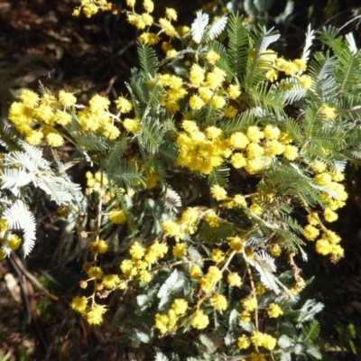 Acacia baileyana (Cootamundra Wattle, Golden Mimosa) at Garran, ACT - 4 Sep 2015 by Mike