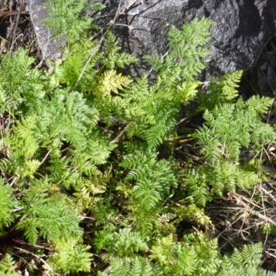 Conium maculatum (Hemlock) at Mount Mugga Mugga - 4 Sep 2015 by Mike