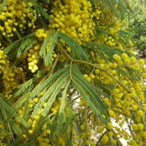 Acacia decurrens at Isaacs, ACT - 31 Aug 2015 02:21 PM