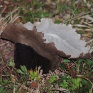 Calvatia sp. at Theodore, ACT - 5 Sep 2015