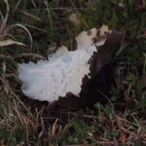 Calvatia sp. at Theodore, ACT - 5 Sep 2015