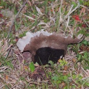 Calvatia sp. at Theodore, ACT - 5 Sep 2015