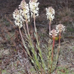 Stackhousia monogyna (Creamy Candles) at Theodore, ACT - 5 Sep 2015 by MichaelBedingfield