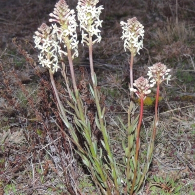 Stackhousia monogyna (Creamy Candles) at Theodore, ACT - 5 Sep 2015 by michaelb
