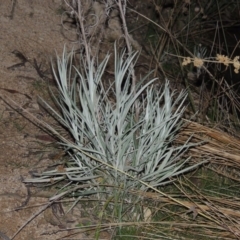 Senecio quadridentatus (Cotton Fireweed) at Theodore, ACT - 5 Sep 2015 by MichaelBedingfield