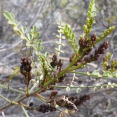 Indigofera adesmiifolia (Tick Indigo) at Isaacs, ACT - 7 Sep 2015 by Mike