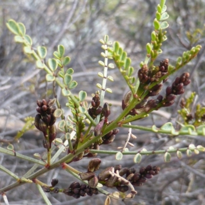 Indigofera adesmiifolia (Tick Indigo) at Isaacs, ACT - 7 Sep 2015 by Mike