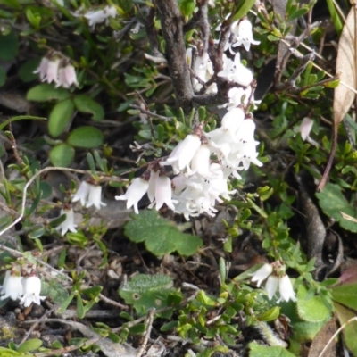 Cryptandra amara (Bitter Cryptandra) at Isaacs, ACT - 7 Sep 2015 by Mike